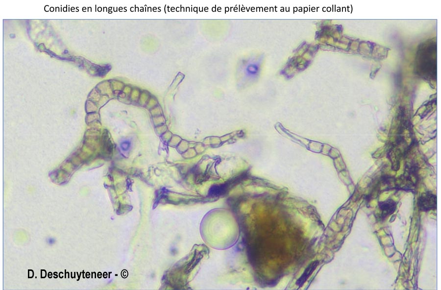 Golovinomyces orontii